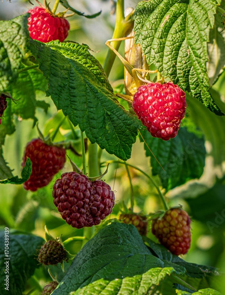Fototapeta fresh and juicy wild raspberry on a branch