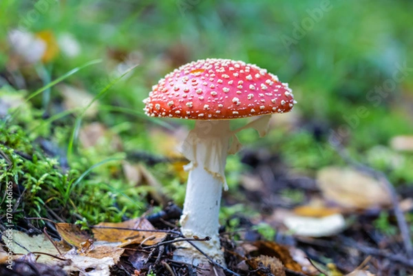 Fototapeta Fly agaric mushroom in forest