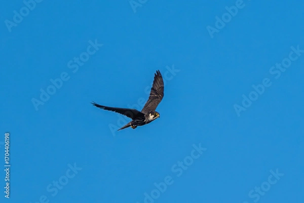 Fototapeta Eurasian hobby in flight