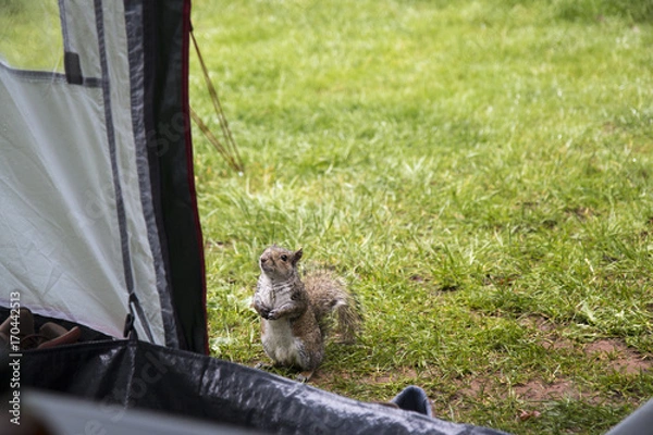 Obraz Grey squirrel begging