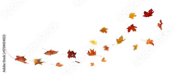 Fototapeta Autumn Leaf Fall on Transparent Background.  Maple Vibrant leaves cut outs  

