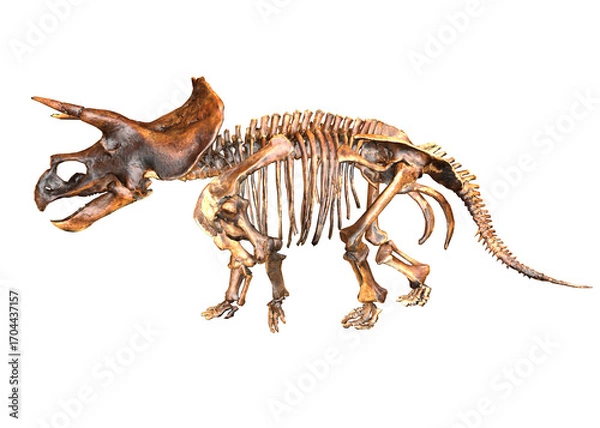 Obraz Triceratops Skeleton