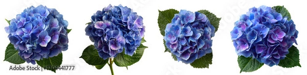 Fototapeta Four blue hydrangea flowers isolated on transparent background, displaying their delicate petals and lush green leaves, capturing the essence of summer blooms