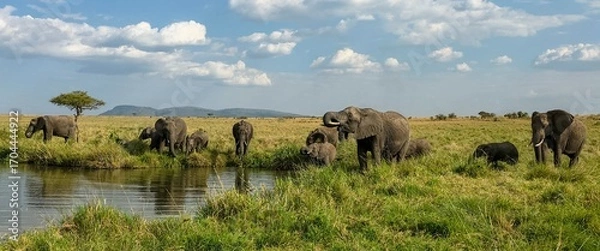 Fototapeta Herd of elephants drinking and grazing in the african savanna