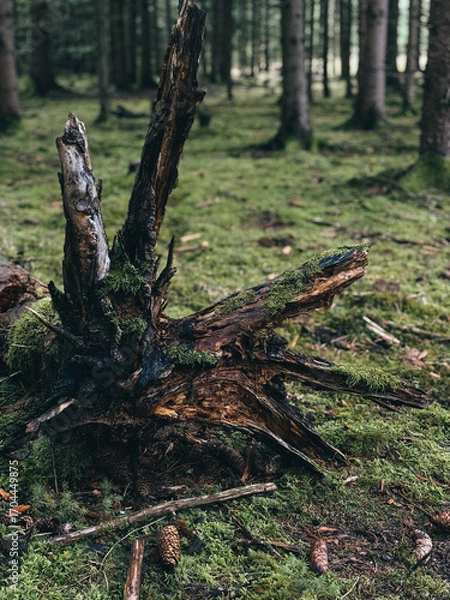 Obraz old tree stump