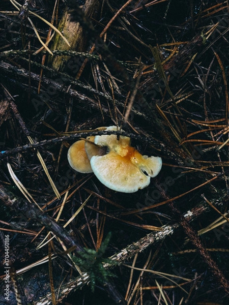 Obraz mushrooms on a tree