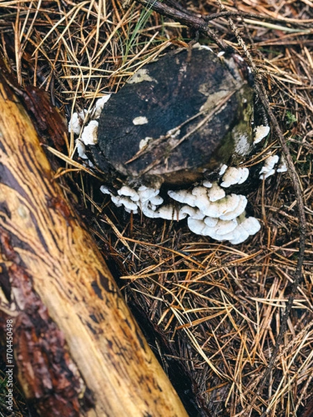 Obraz bird nest with eggs