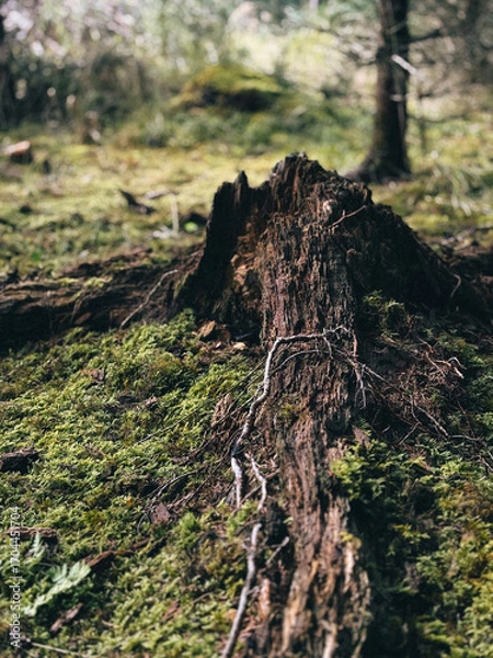 Obraz old tree trunk