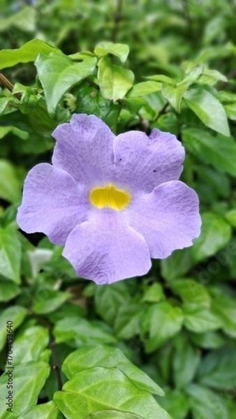 Obraz Lavender Flower with Yellow Center