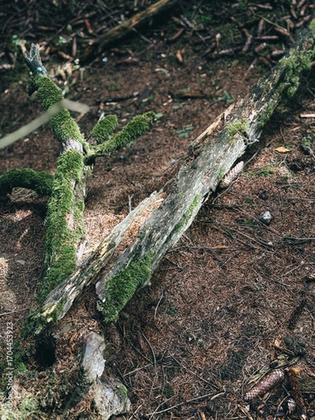 Obraz old tree stump