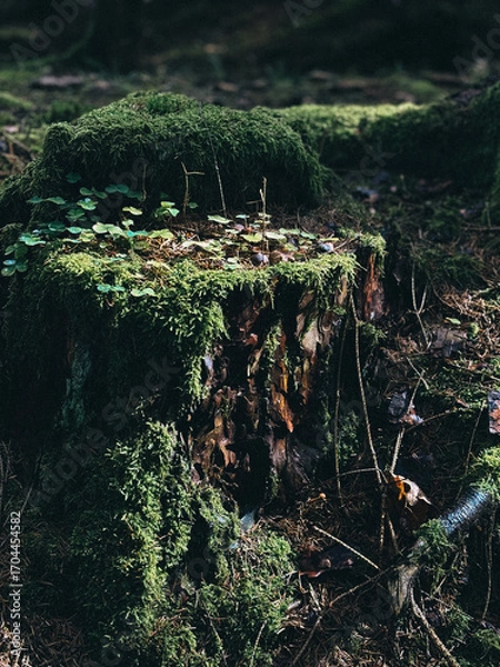 Obraz tree in the forest