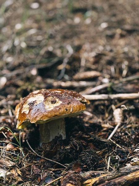 Obraz mushroom in the forest