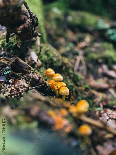 Obraz yellow mushrooms on a tree