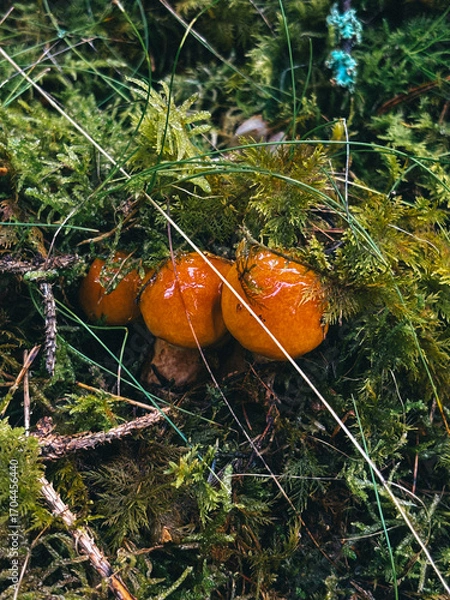 Obraz orange cap boletus