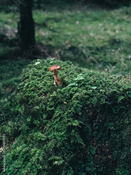 Obraz moss in the forest