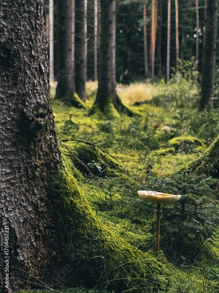 Obraz forest in autumn