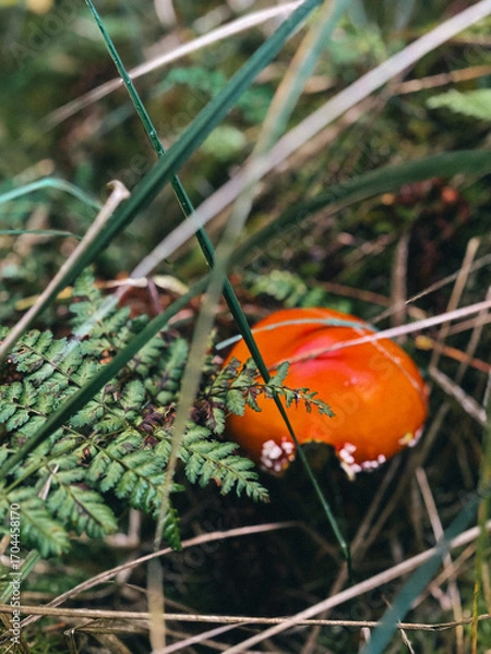 Obraz fly agaric mushroom