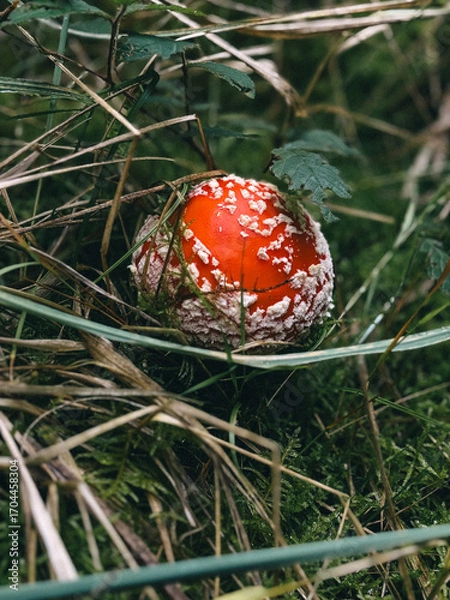 Obraz fly agaric mushroom