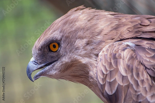 Obraz Portrait of a hawk at the zoo