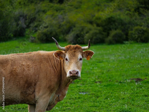 Obraz Brown cow standing on green field