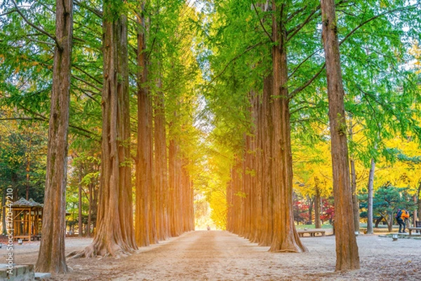Obraz Row of green trees in Nami Island, Korea.