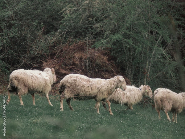 Obraz Sheep walking on green field