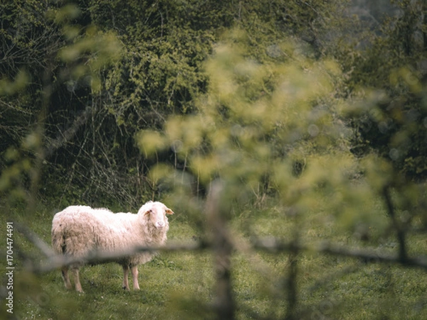 Obraz Sheep standing on green meadow