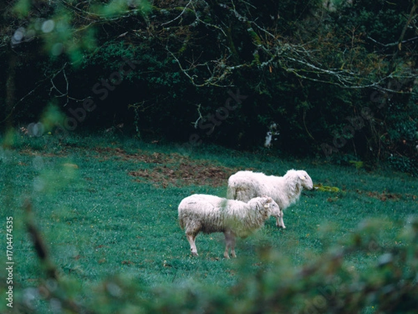 Obraz Two sheep standing on meadow