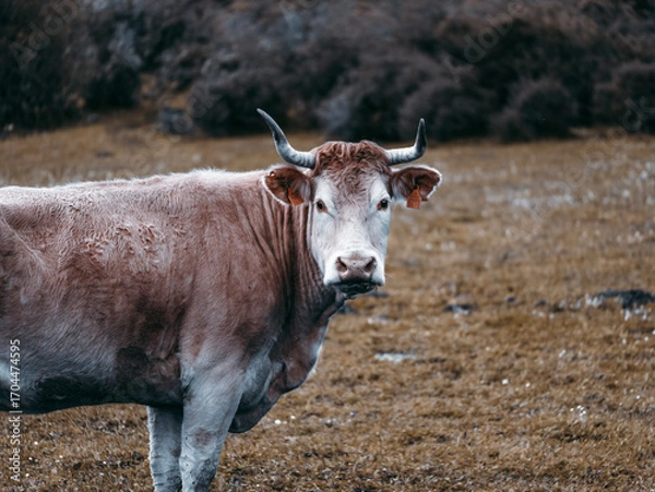 Obraz Brown cow with horns in field