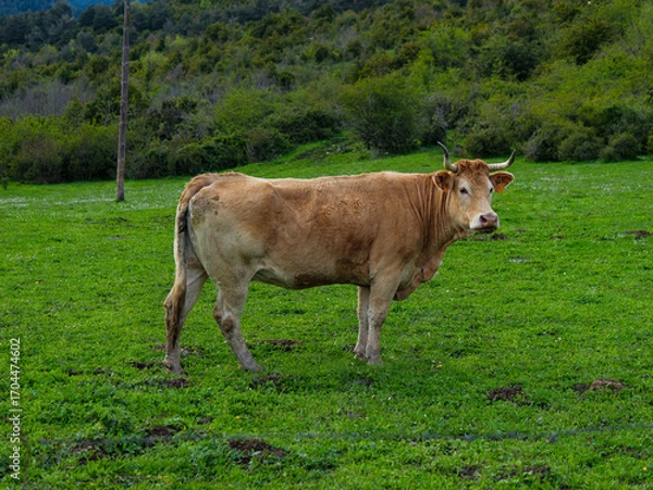Obraz Cow grazing on meadow