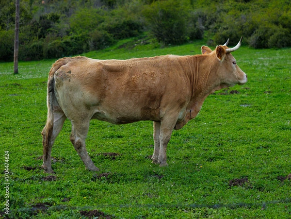 Obraz Side view of horned cow on green pasture