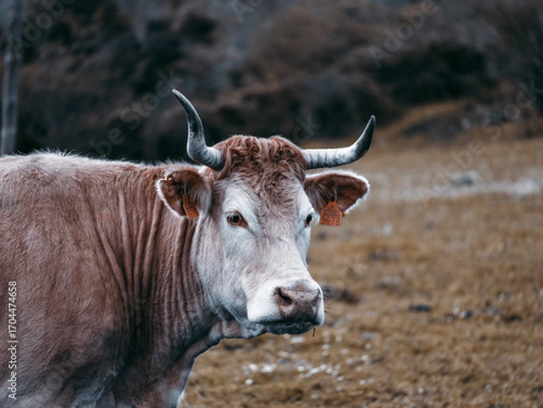 Obraz Brown cow with horns looking at camera