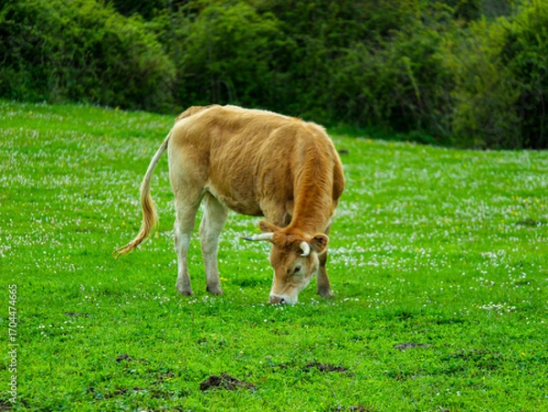 Obraz Cow grazing on green meadow