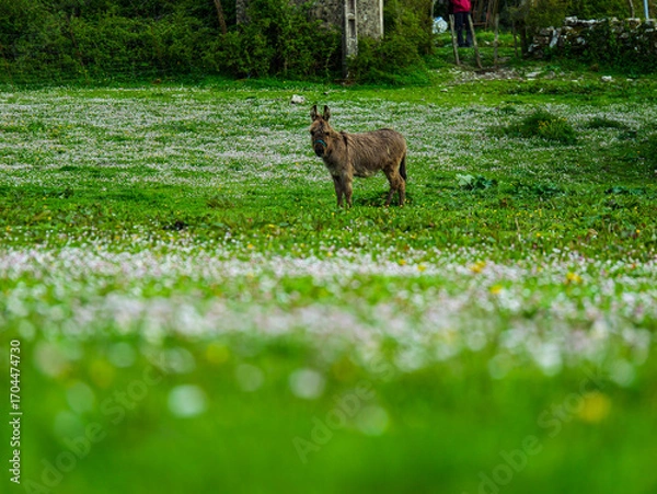 Obraz Donkey in countryside meadow