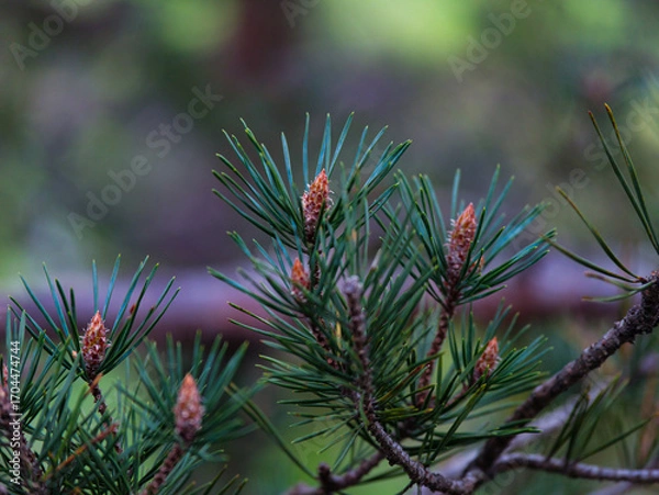 Obraz Pine branch with young cones