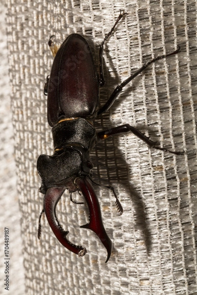 Obraz Lucanus cervus is the best-known species of stag beetle (family Lucanidae) in Western Europe. The imago is a male insect.