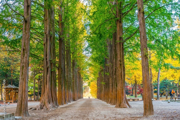 Obraz Row of green trees in Nami Island, Korea.