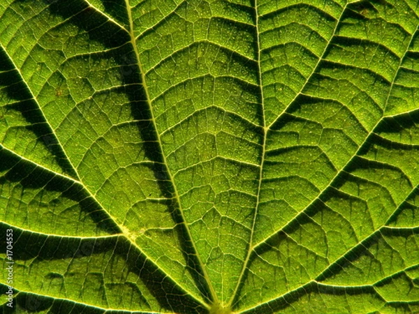 Obraz leaf of the nettle