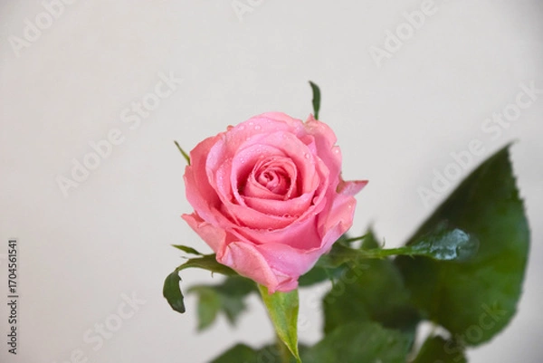 Fototapeta ピンクのばら