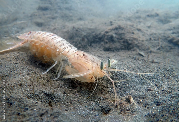 Fototapeta Squilla mantis shrimp, underwater photography into the Mediterranean sea