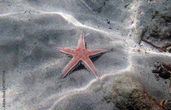 Fototapeta Red comb sand seastar - Astropecten aranciacus