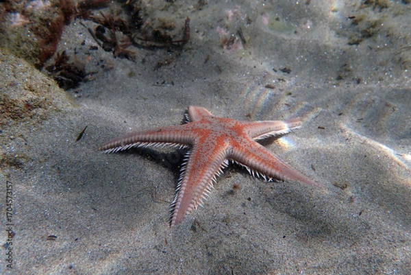 Fototapeta Red comb sand seastar - Astropecten aranciacus