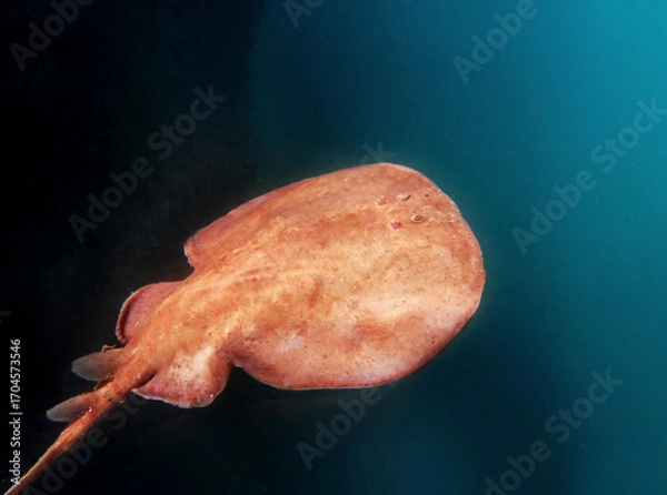 Fototapeta Close up of a  Marbled electric ray - (Torpedo marmorata) floating in the water.  Shallow depth of field.