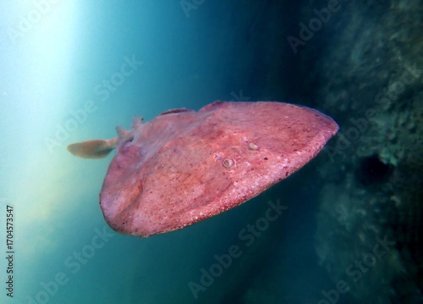 Fototapeta Close up of a  Marbled electric ray - (Torpedo marmorata) floating in the water.  Shallow depth of field.