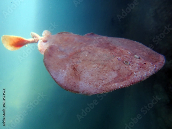 Fototapeta Close up of a  Marbled electric ray - (Torpedo marmorata) floating in the water.  Shallow depth of field.
