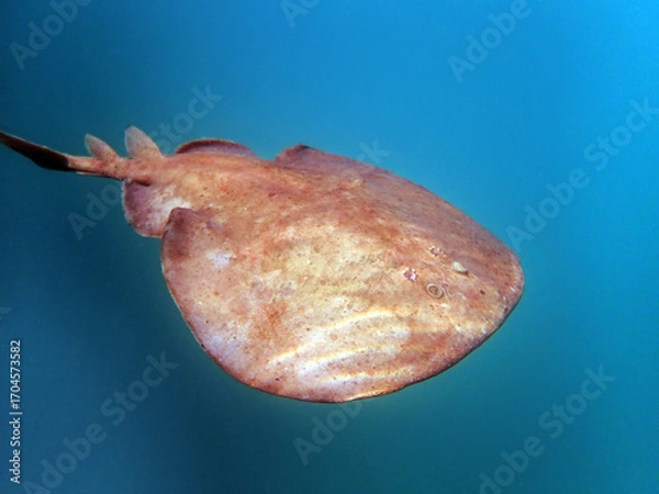 Fototapeta Close up of a  Marbled electric ray - (Torpedo marmorata) floating in the water.  Shallow depth of field.