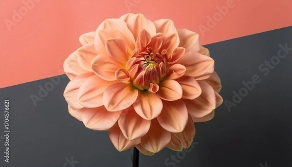 Fototapeta A Close Up Photograph Of A Single Peach Colored Dahlia Flower Against A Split Background Of Coral Pink And Dark Gray