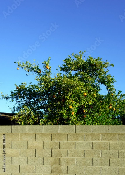 Fototapeta Citrus tree behind a concrete block wall with bright orange-colred fruits in its lush green crown contrasting against a clear, bright blue sky