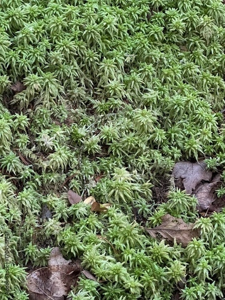 Obraz grass in the grass