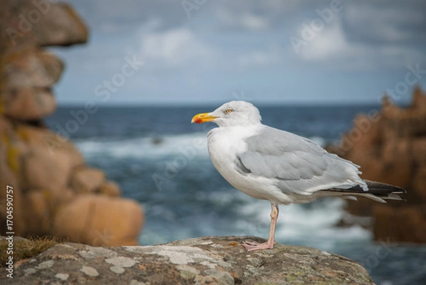 Obraz Seagull in Brittany 